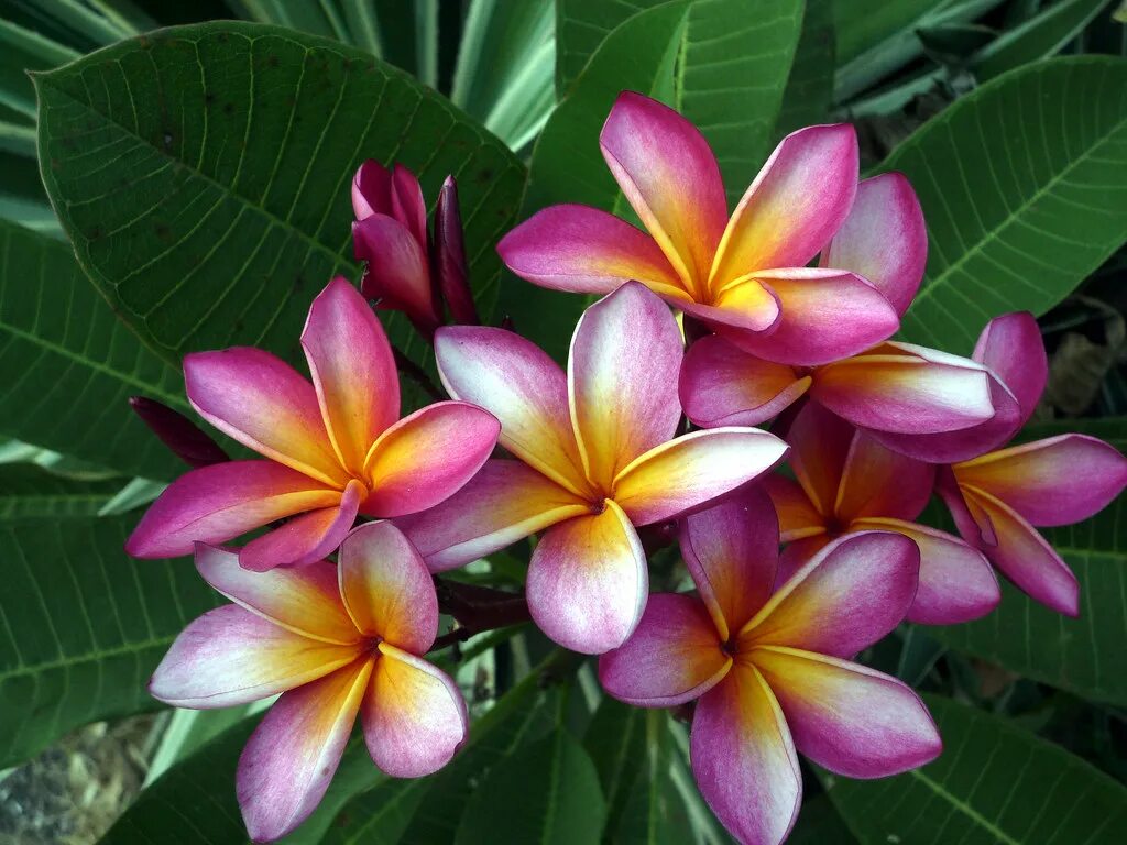 Плюмерия красная. Плюмерия голубая. Plumeria Паттайя, Таиланд. Плюмерия Рубра Фраджипани.