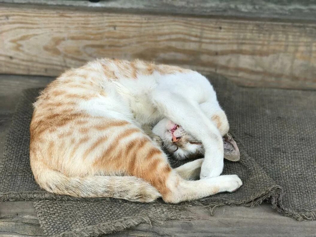 Кот прячет нос