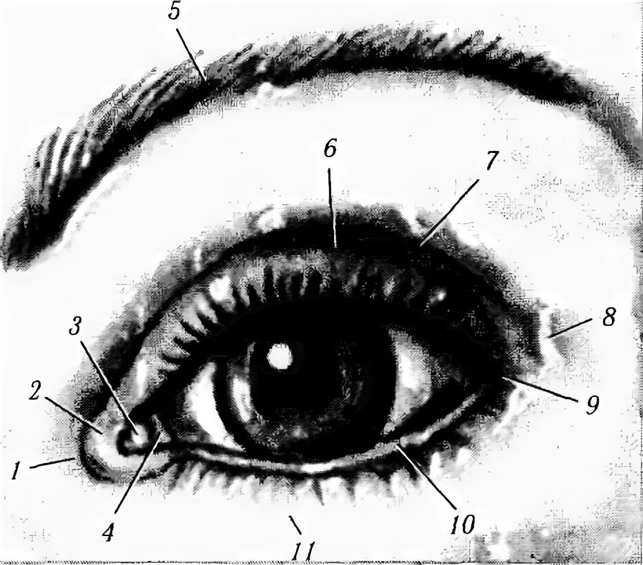 Полулунная складка (третье веко). Медиальный угол глазной щели. Строение уголка глаза.