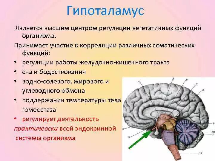 Гуморальная регуляция мозга. Гипоталамус высший центр регуляции эндокринных функций. Нейроэндокринные системы гипоталамуса регуляция. Головной мозг гипоталамус. Гипоталамус роль в организме.