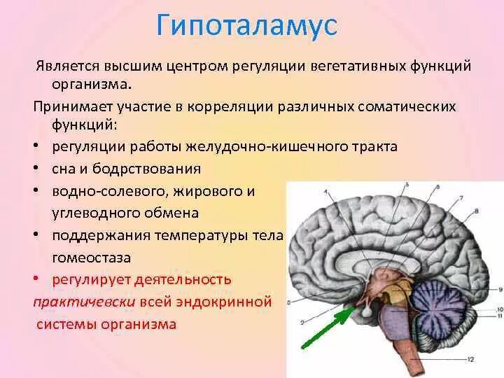 Гипоталамус высший центр регуляции эндокринных функций. Нейроэндокринные системы гипоталамуса регуляция. Головной мозг гипоталамус. Гипоталамус роль в организме.