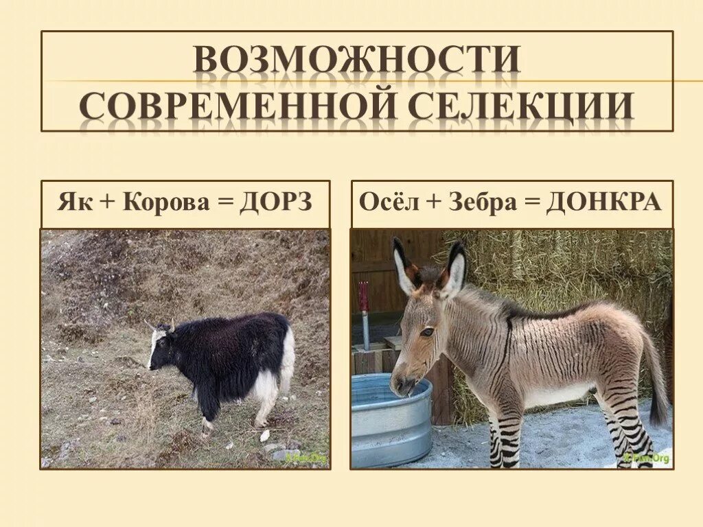 Примеры достижений селекции. Возможностисовременой селекци. селекция животных. достижения селекции животных. селекция примеры.
