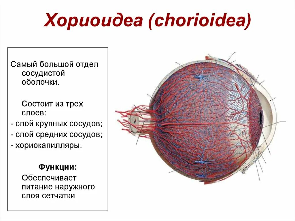 Кровообращение зрения. Собственно сосудистая оболочка глаза строение. Собственно сосудистая оболочка глаза анатомия. Слои собственно сосудистой оболочки. Сосудистая оболочка глаза строение и функции.