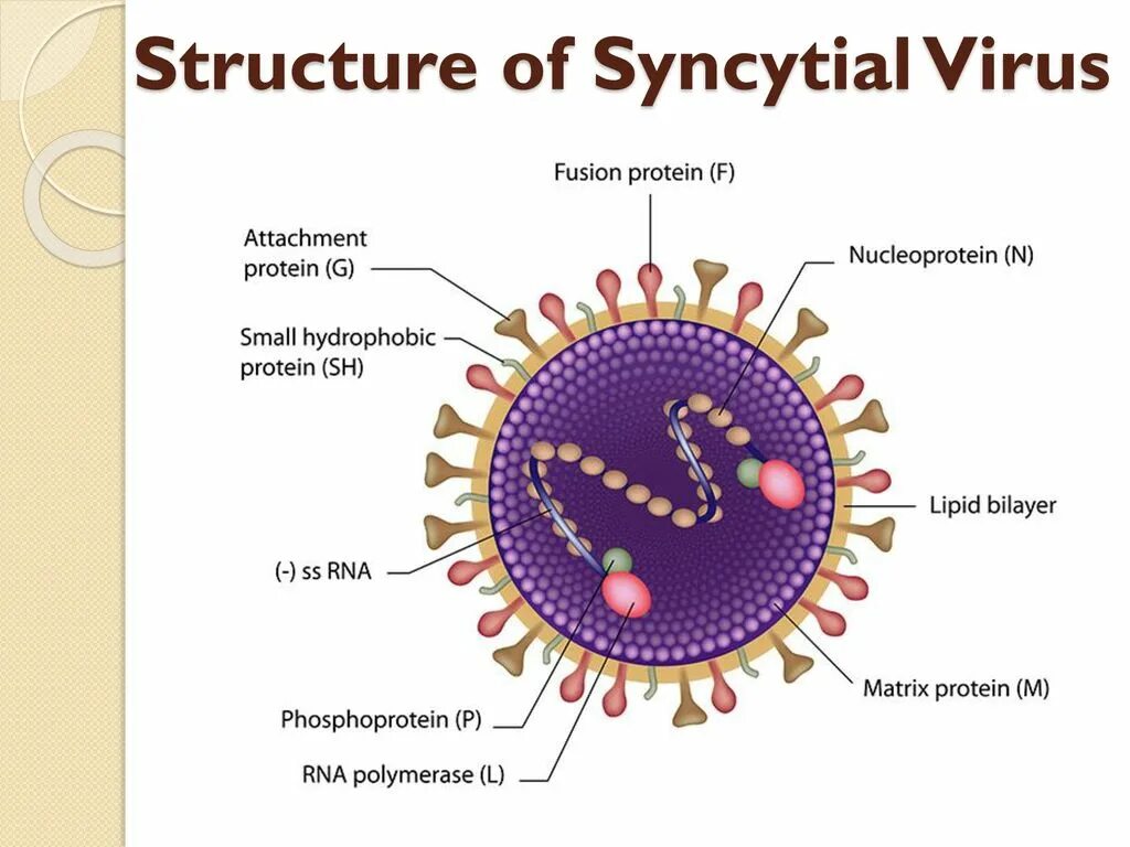 Respiratory virus. Респираторно-синцитиальный вирус человека. РС вирус. Антигены респираторно-синцитиального вируса. Вирулентность вируса это.