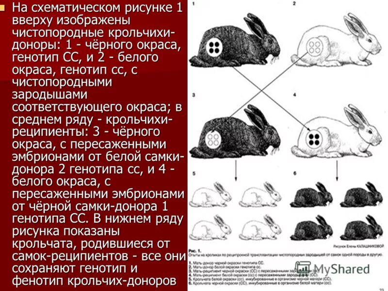 Генотип чистопородного. Генотип белой крольчихи.