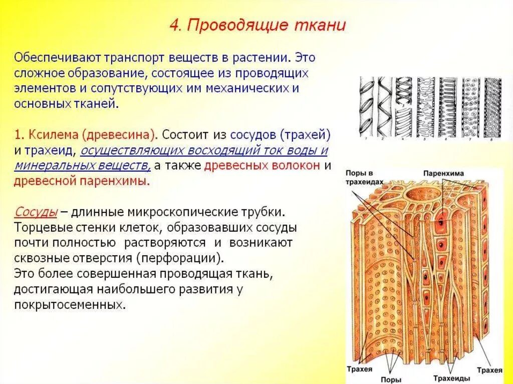 Структуры проводящих тканей растения. Проводящие ткани сосуды трахеиды и ситовидные трубки. Проводящая ткань трахеиды образовательная ткань. Строение клеток проводящей ткани растений. Проводящие ткани растений Ксилема трахеиды.