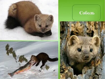 Красивые животные алтайского края
