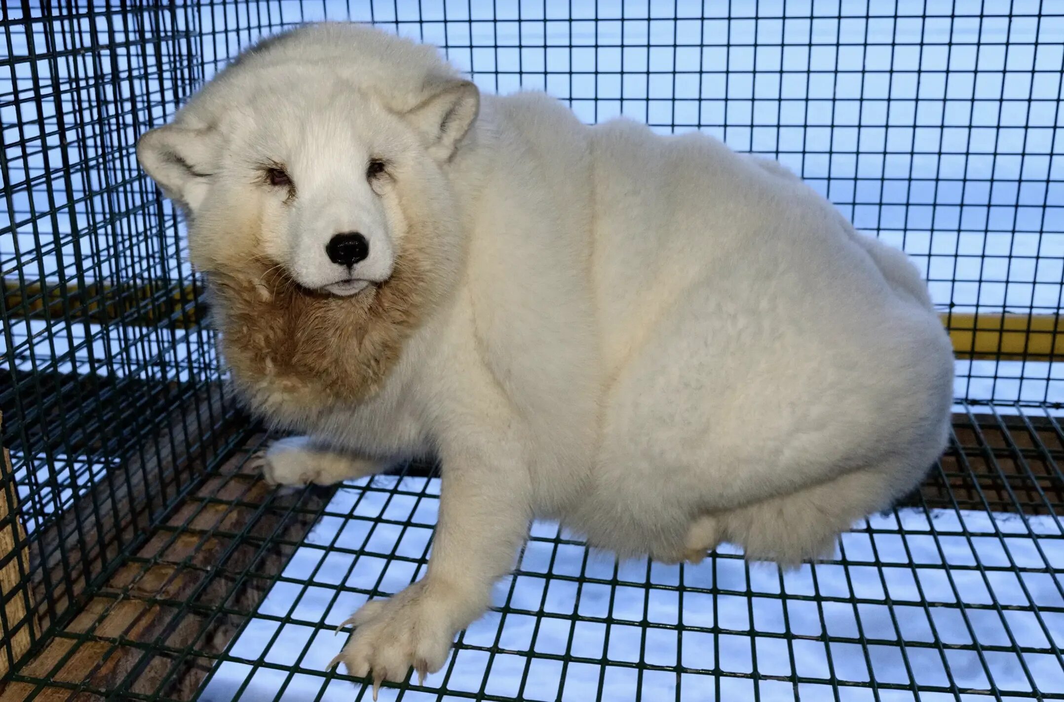 For their fur. Песец Звероводство. Песец Московский зоопарк. Песцовая ферма. Пушное Звероводство.