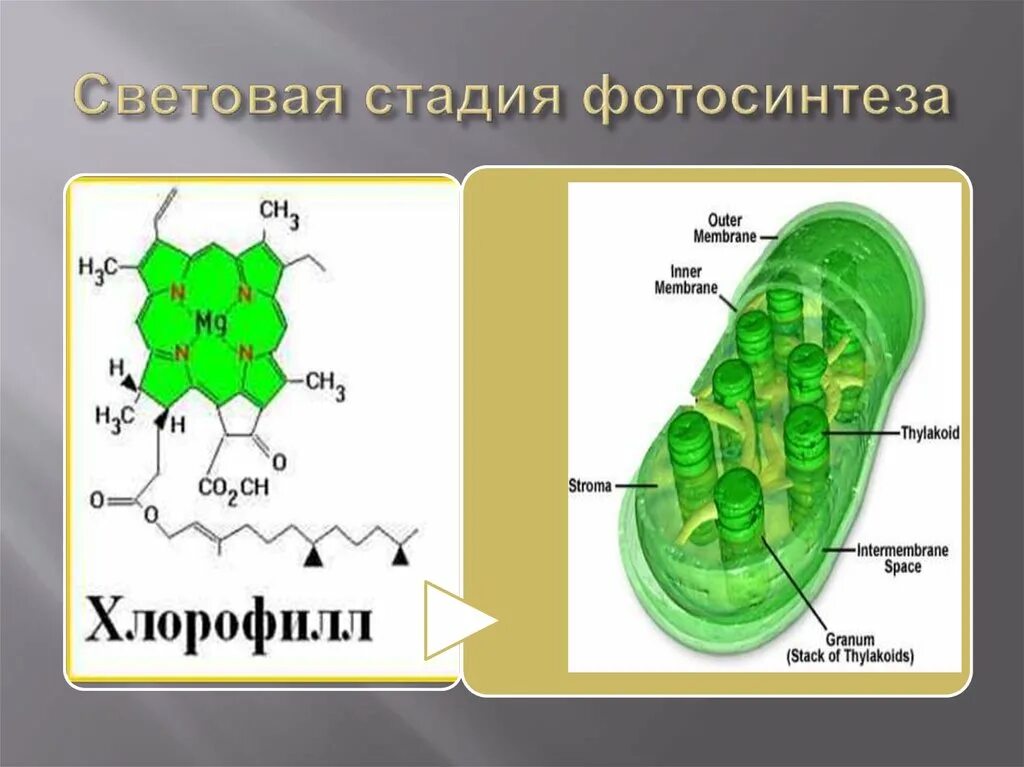 Хлорофилл фотосинтез. Световая стадия фотосинтеза. Хлорофилл рисунок. Хлорофилл с подписями. Фотосинтез происходит в клетках содержащих хлорофилл