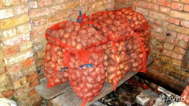 Картошка в погребе фото Оптимальные условия для длительного хранения картофеля мой урожай лежит до поя