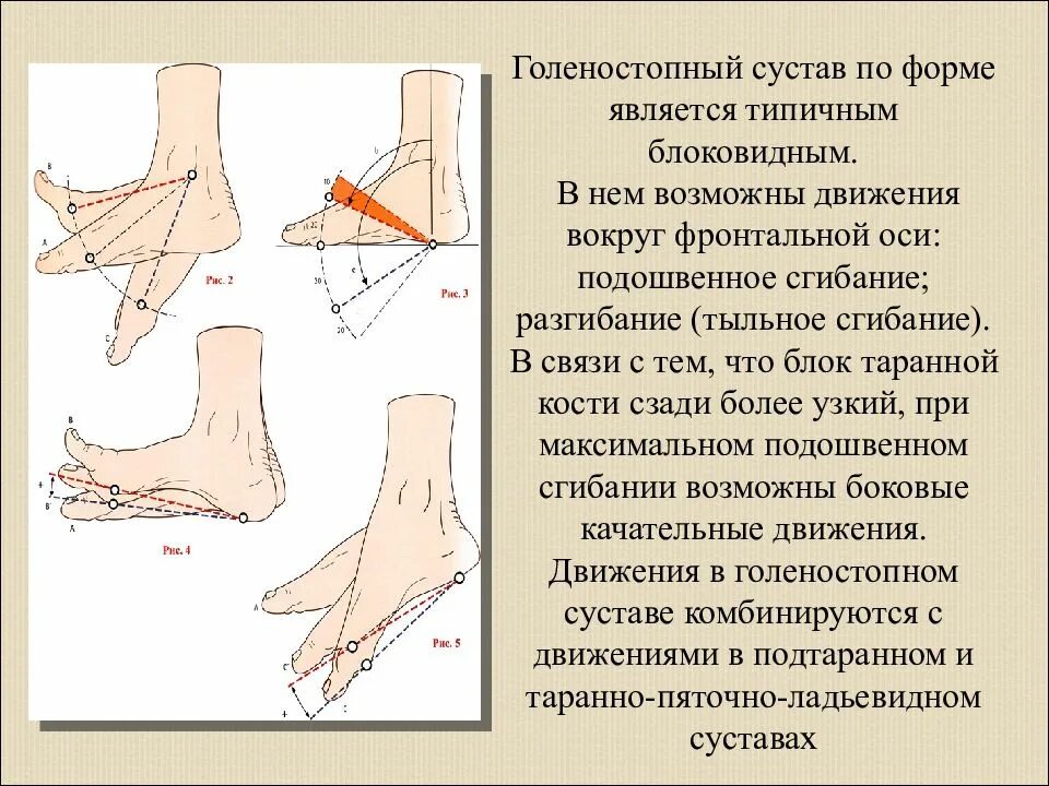 Движение стопы