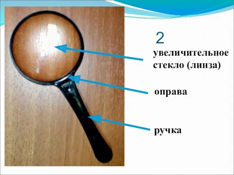 Какое строение имеет лупа. Строение ручной лупы. ручная лупа по биологии. ручная лупа увеличение. ручная лупа биология 5 класс.