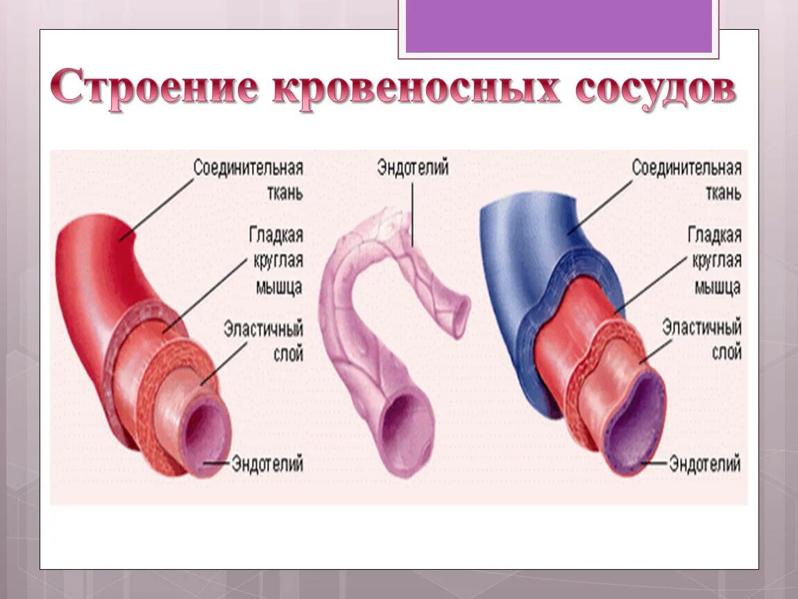 Строение стенки кровеносных сосудов. Строение стенки кровеносных капилляров. Строение артерии вены и капилляры. Схема строения кровеносных сосудов. Мышечный слой артерий и вен