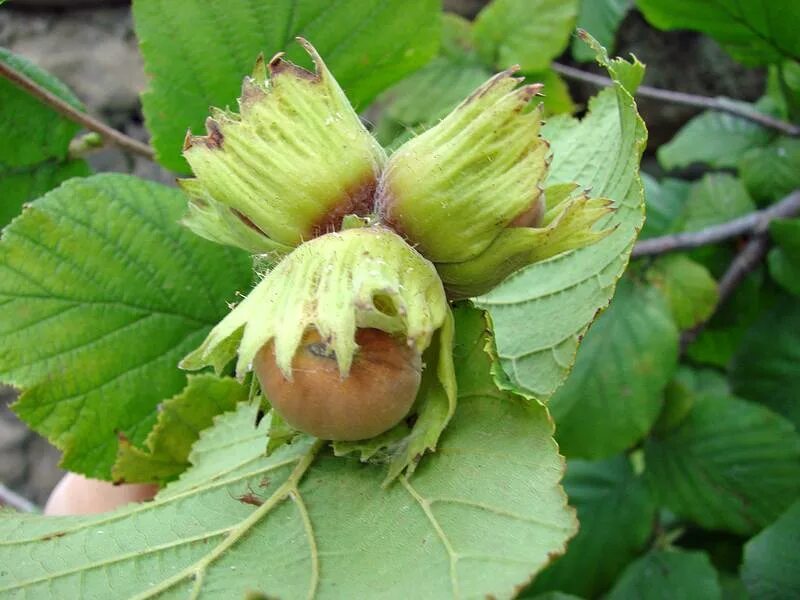 Лесной орех дерево орешник. Лесной орех лещина. Как называется лесной орех. Лещина (фундук): бийский зеленолистный. Фундук (лесной орех).