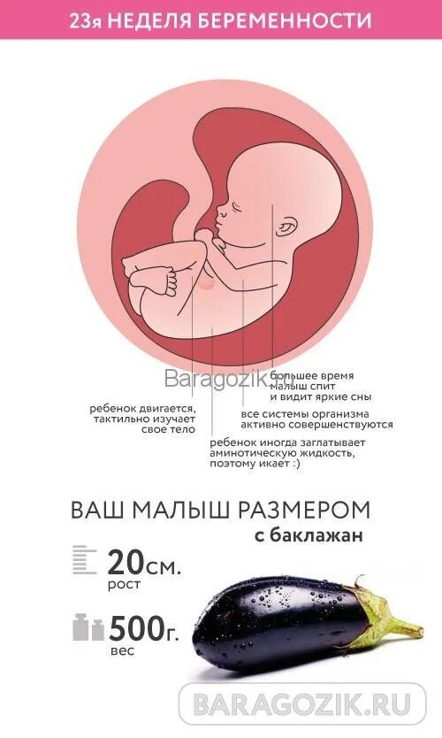 Почему на 23 недели. Плод 22-23 недели беременности. Беременность 23 недели вес и рост плода. Вес плода в 22-23 недели беременности. Вес и размер плода на 22 неделе беременности.