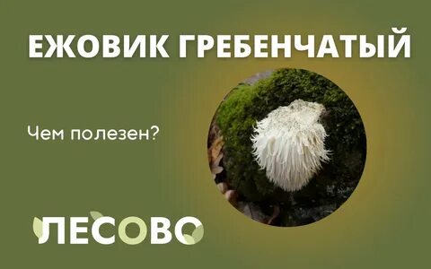 Ежовик гребенчатый полезные свойства и противопоказания