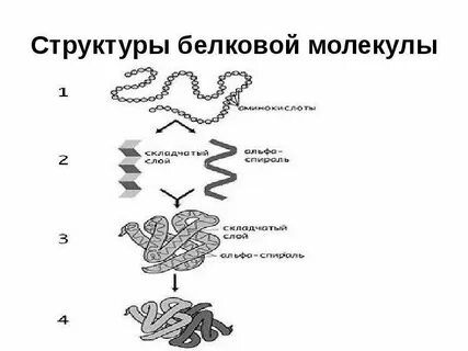 Синтез первичной структуры белковой молекулы