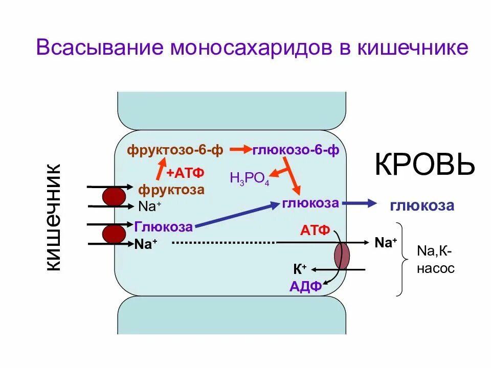 Механизм всасывания моносахаридов. Механизмы всасывания моносахаридов в кишечнике. Всасывание моносахаридов схема. Всасывание моносахаридов в кишечнике схема.