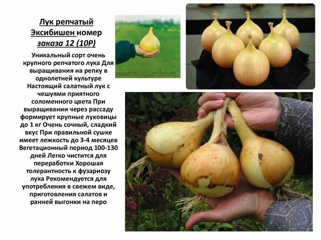 Луковый период
