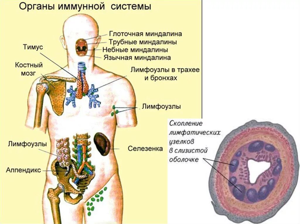 Органы иммунной системы. Органы иммунной защиты организма. Органы иммунной системы рисунок. Расположение органов иммунной системы.