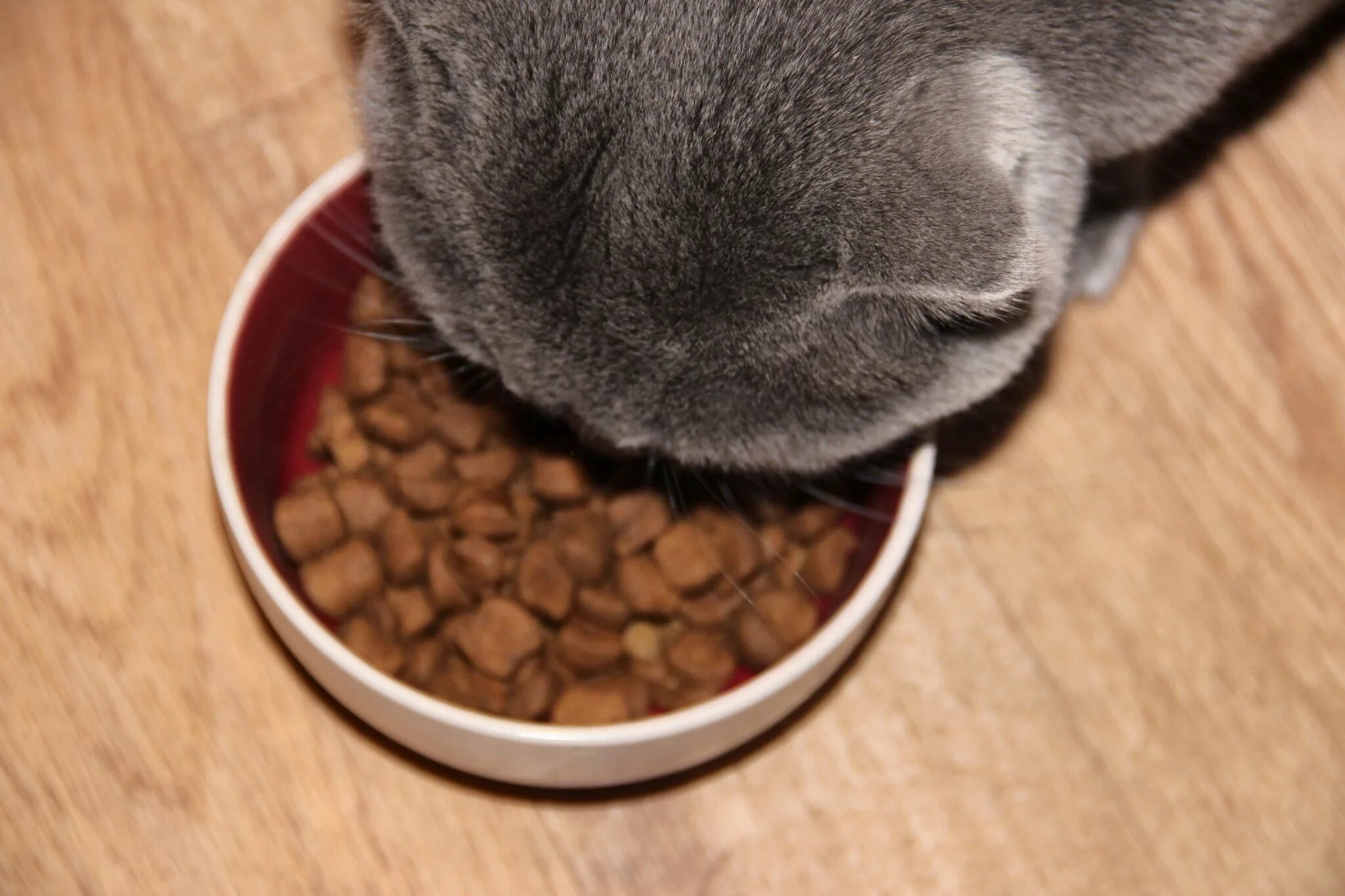 Кот не ест сухой корм что делать. Корм для кота британца котёнка. кот британец ест корм. корм котаdbckje[jdj британца с. корм для котят своими руками.