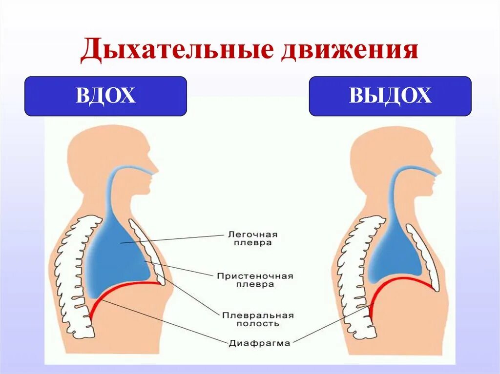 Три дыхательных движения