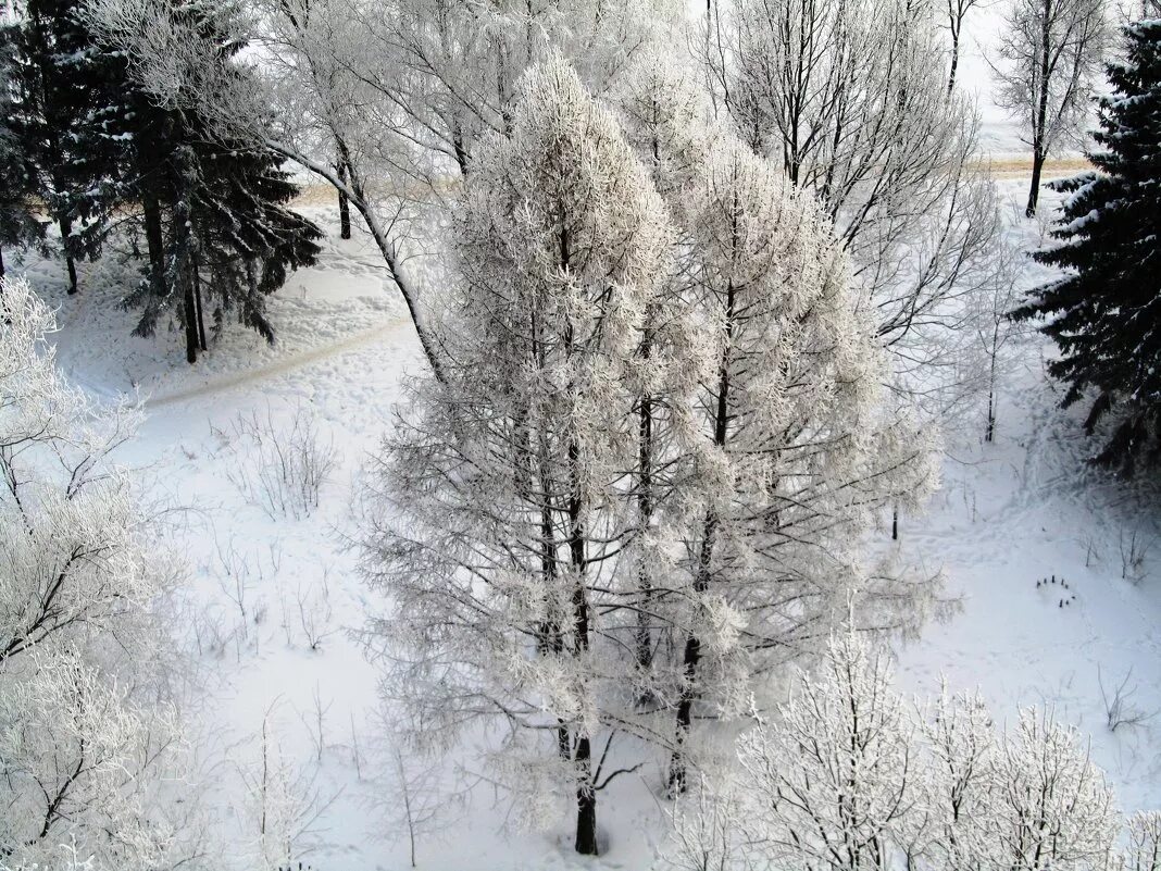 лиственница сибирская зимой. лиственница сибирская зимой. лиственница даурская зимой. лиственница европейская зимой. лиственница европейская зимой.