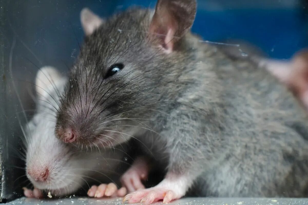 Gray mice. Шаблон мышка в круге. Gray mice. Gray mice. Gray mice.