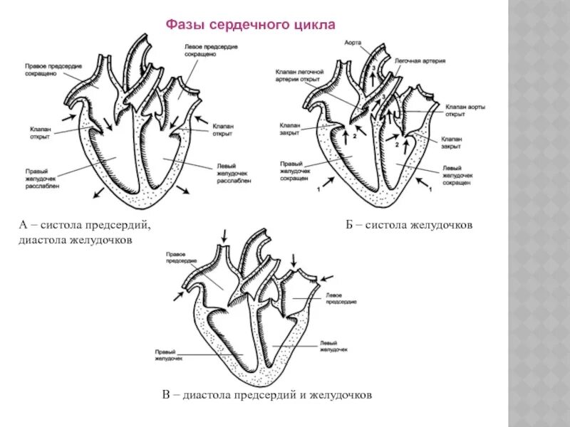 Сердечный цикл фазы работы сердца. Систола предсердий систола желудочков и диастола. фазы сердечного цикла систола. фаза сердечного цикла систола желудочков. фаза сердечного цикла систола предсердий.