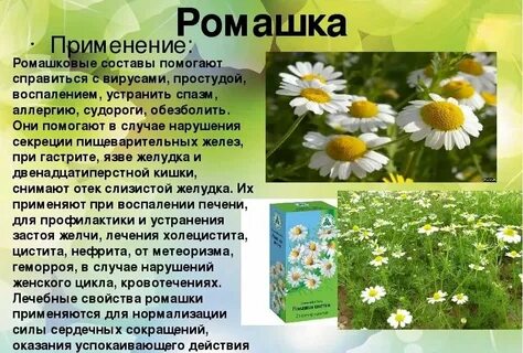От чего помогает цветок ромашки
