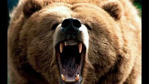 Bear на русском