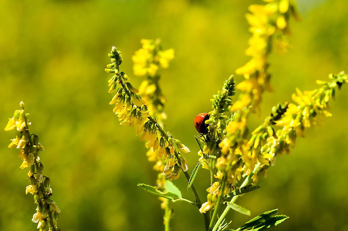 Донник трава. Как выглядит донник желтый. Донник луговой. Донник лекарственный (melilotus officinalis). Донник лекарственный.