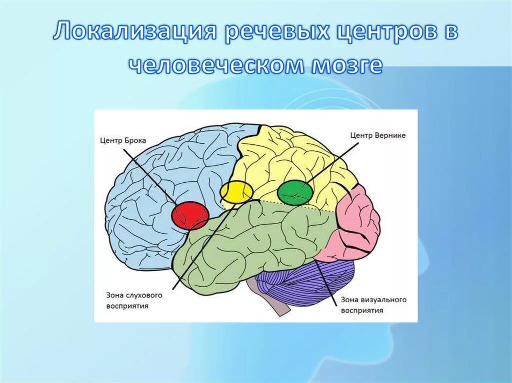 Центры анализаторов в коре головного мозга. Речевые центры Брока и Вернике. Строение головного мозга центр Верника. Речевые зоны коры головного мозга. Речевые центры коры больших полушарий.