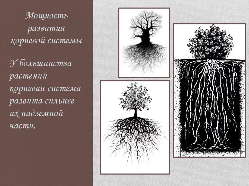 Надземные части корня. Корневая система. Развитие корневой системы. Формирование корневой системы. Корневые системы растений.