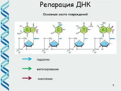 5 репарация