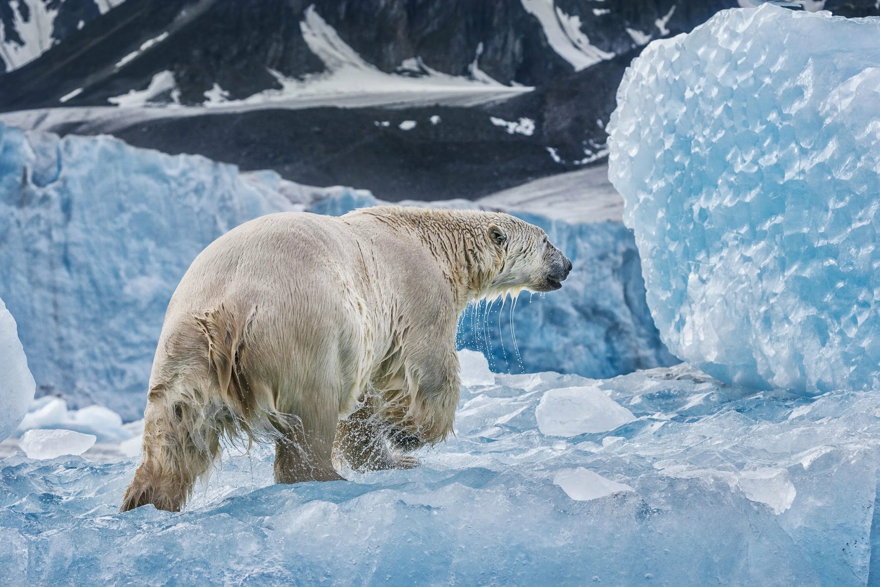 Медведи живут в арктике. Национальный Арктический заповедник Аляска. Арктика – Антарктика белый медведь. Пауль Никлен Антарктика. Пол Никлен фотограф.