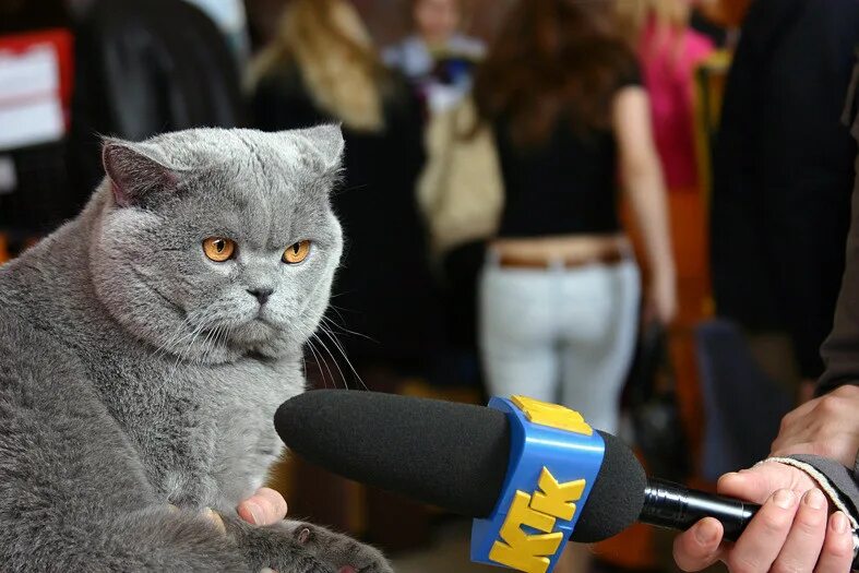 европейская кошкая576воп4321. кот журналист. кот корреспондент. кот телеведущий. котик фотограф.