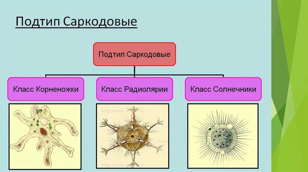 Корненожки радиолярии солнечники. Представители класса Саркодовые корненожки. Саркодовые корненожки лучевики солнечники. Простейшие корненожки радиолярии солнечники Споровики.