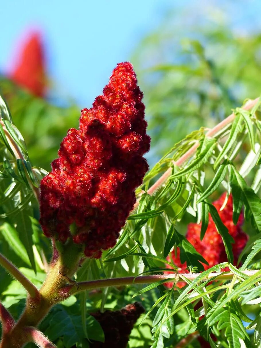 Red plant. Дерево с красными гроздьями. Дерево с красными цветами. Кустарник с красными кисточками. Дерево с красными гроздьями цветов.