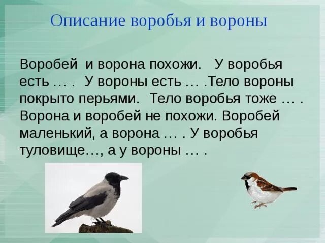 Подумай какие у ворон есть интересные повадки. Ворона и воробей. сравнение воробья и вороны. ворон и воробей. описание воробья.