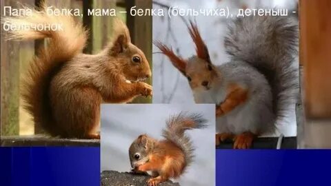 Папа для бельчонка вернуть бывшую читать