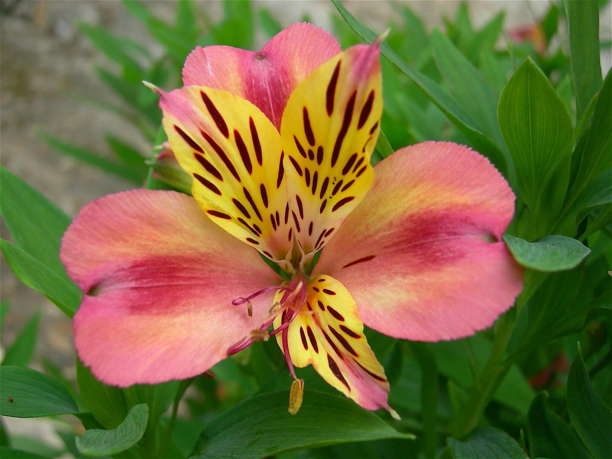 альстремерия сорт алина. альстромерия элеганс. название цветка похожего на лилию. цветок. альстромерия гарда вистлер.