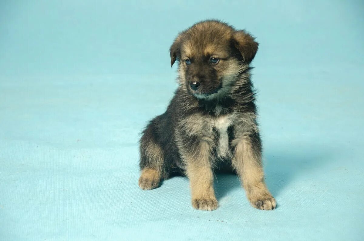 Щенок в два месяца. Собака 2 месяца. Двухмесячный щенок. Кутята немецкой овчарки 1 месяц. Щенок 3 месяца.