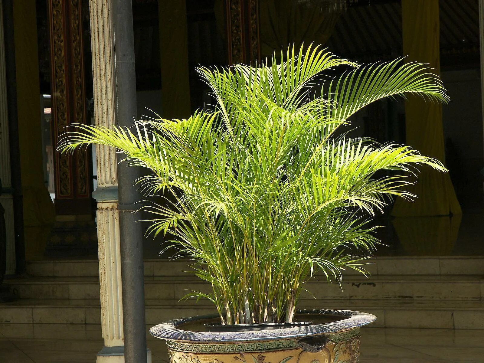 Комнатное растение название пальмы. Хризалидокарпус мадагаскарский. Опека Хризалидокарпус. Пальма Арека Хризалидокарпус. Хризалидокарпус желтоватый.