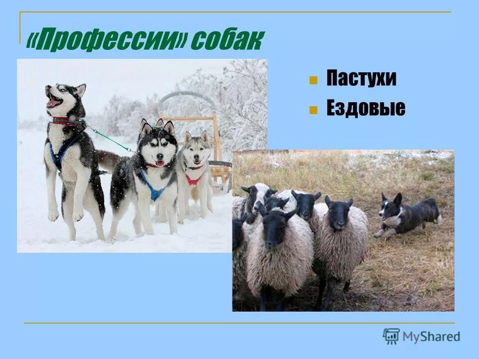 Несколько профессий собак. Профессии собак. профессии собак для детей. собачьи профессии 2 класс окружающий мир. породы собак по профессиям.
