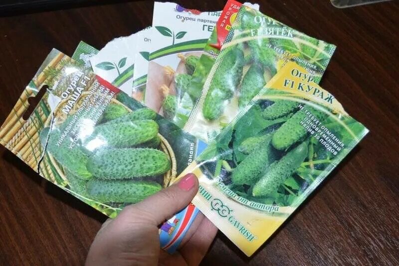 Огурец черномор f1 (а). Огурец для засолки сорта лучшие сорта. Огурцы сорта высокоурожайные для открытого грунта для урала. Какие сорта огурцов лучше для засолки. Какие сорта огурцов лучше для засолки.