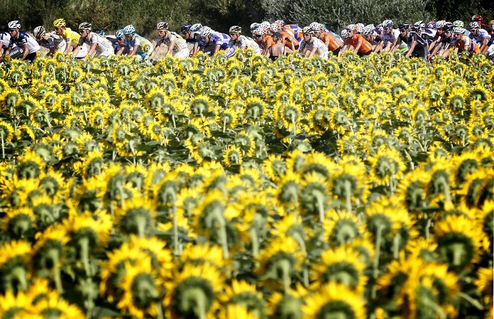 Красивые картинки. Украина природа подсолнухи август. Подсолнухи тур. Соцветия подсолнечник масличный. Подсолнухи тур.