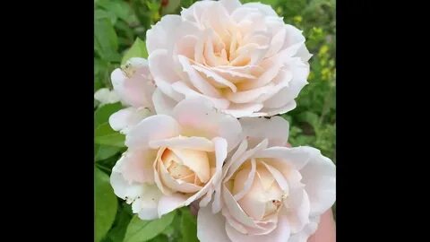 Другая rose