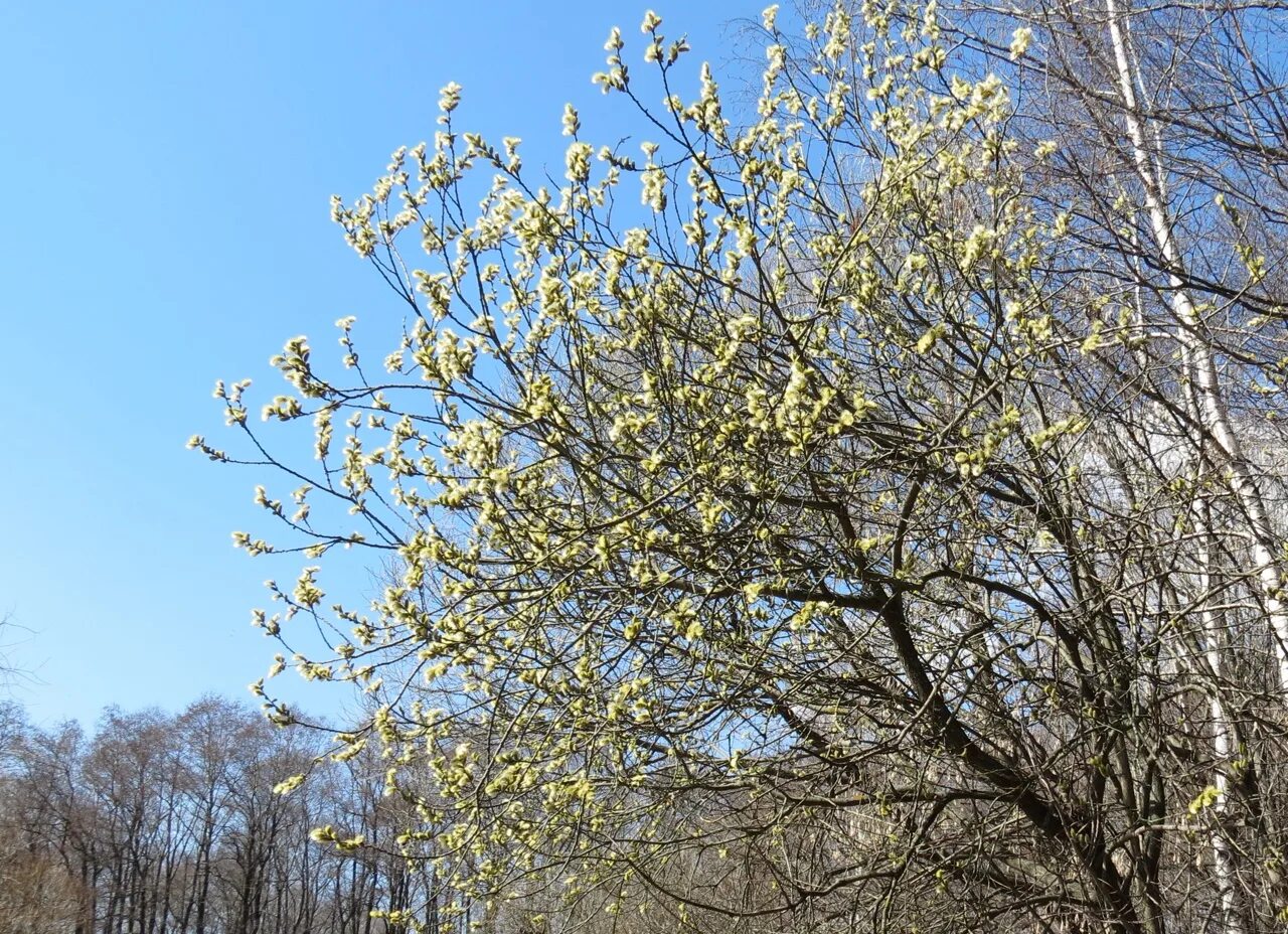 Весной пестрый. Весенние птицы в Измайловском парке. Измайловский парк фото весной 2021. Весенний этап фотоконкурса.