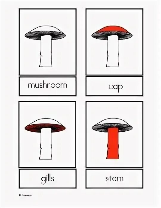 Найди съедобные грибы задания для дошкольников. Грибы for Kids. Mushrooms Worksheets for Kids. Занятие грибы в подготовительной группе. Mushroom глагол